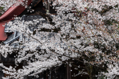 DSC_2837-のコピー